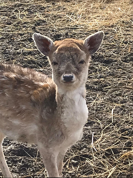 Baby Bambo 2 Dierenborg NIeuwolda