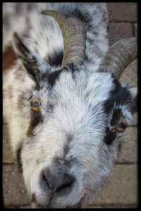 Bontje , een van de bokjes bij Dierenborg Nieuwolda
