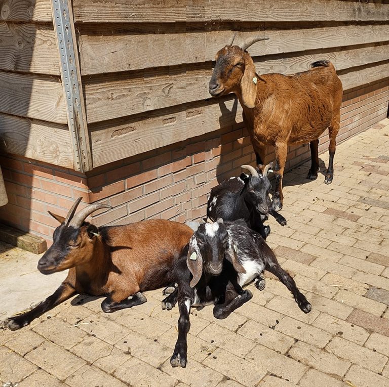 Kinderboerderij Nieuwolda