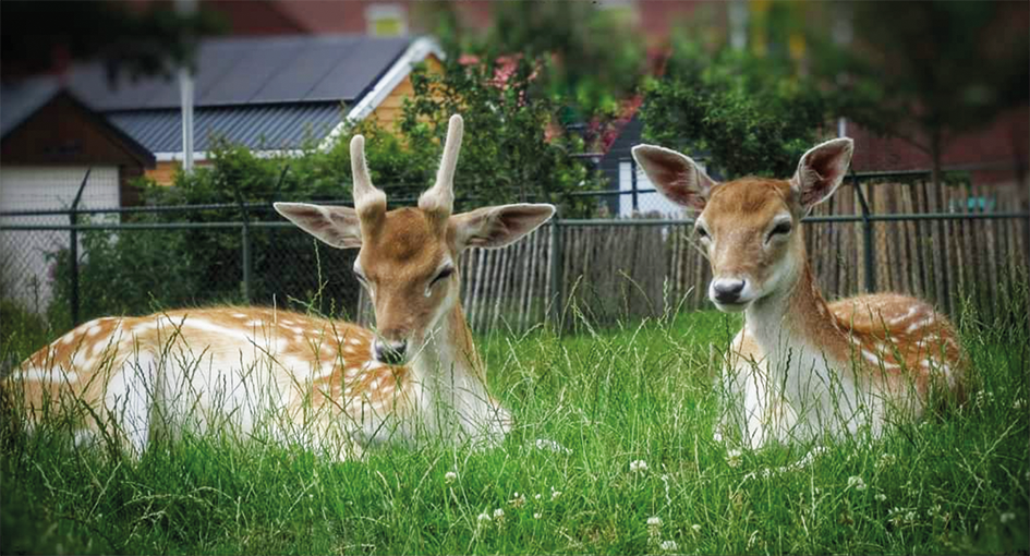 Twee hertjes bij de Dierenborg NIeuwolda