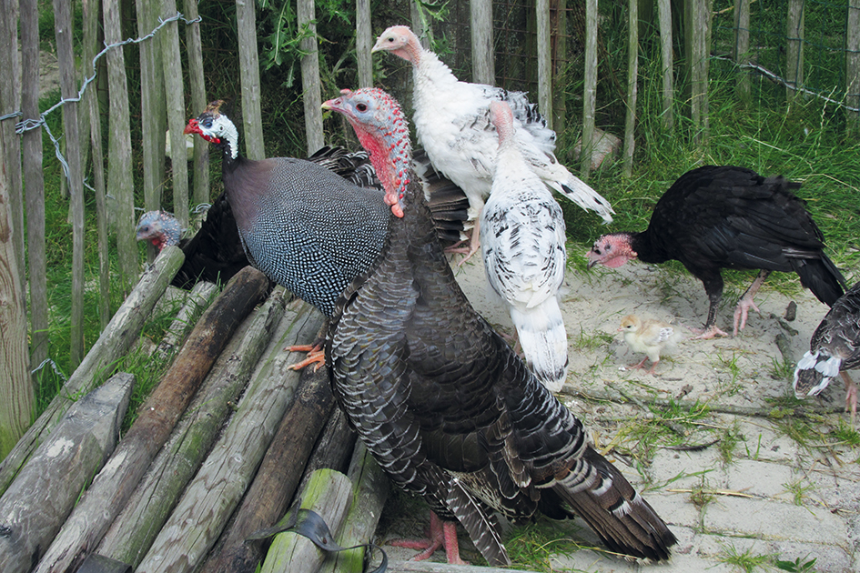 Vogels Dierenborg Nieuwolda