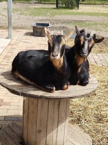 Twee bokjes bij Dierenborg Nieuwolda