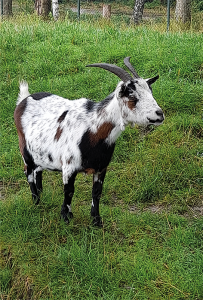Geit Bontje bij De Dierenborg Nieuwolda